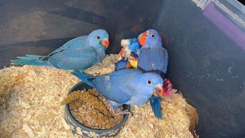 Indian Ringneck Parakeet – DF violet blue Indian Ringnecks