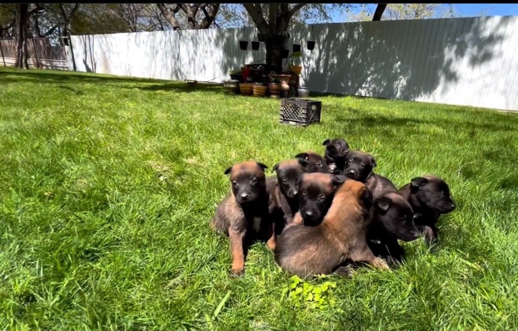 Belgian malinois