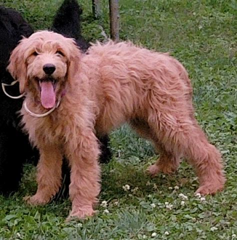 Goldendoodle