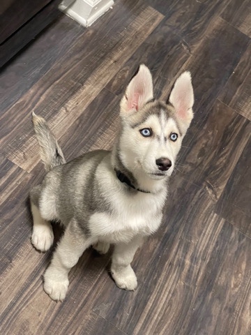 Siberian Husky – Alaskan Husky