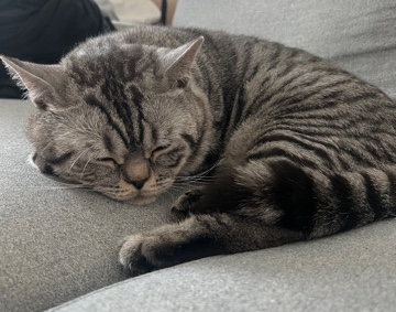 British Shorthair – british short hair
