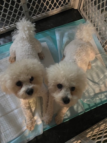 Poodle – boichon frise