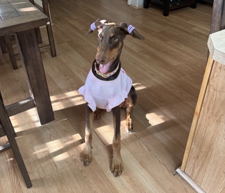 Doberman Pinscher – Female Doberman 8 months old – Reno
