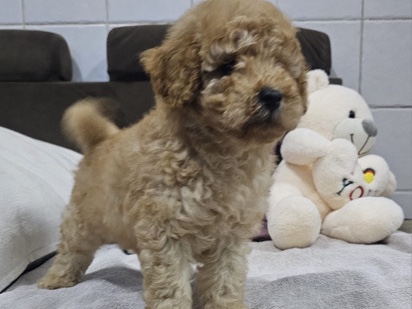 Poodle – toy poodle – Dubai