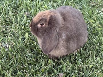 Holland Lop – holland lop bunny – Moreno Valley
