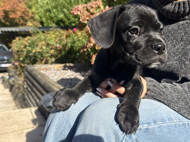 Adorable French Bulldog x English Setter Puppy – 9 Weeks Old – Braine-le-Château