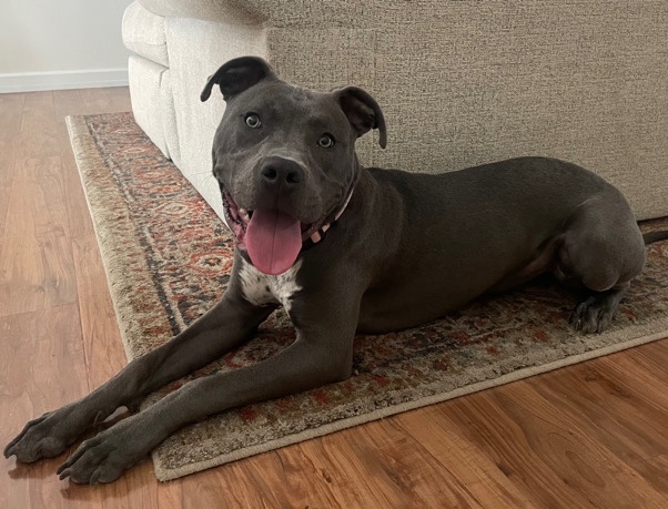 American Pit Bull Terrier – 10 Month Old Pitbull