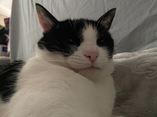 Little Tuxedo Fur Baby In Need of Temporary ReHome