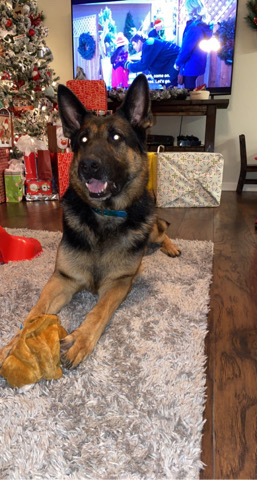 German Shepherd – German Shepherd Dog - needs home