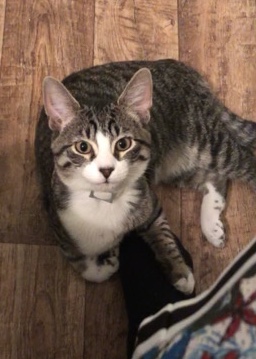 Russian White, Black and Tabby – Tabby Cat For Sale