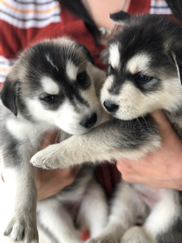 Siberian Husky – Husky puppies