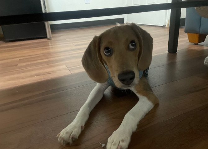 Beagle – Beagle Pup