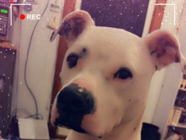 American Pit Bull Terrier – junior (doonie boones) – Jackson