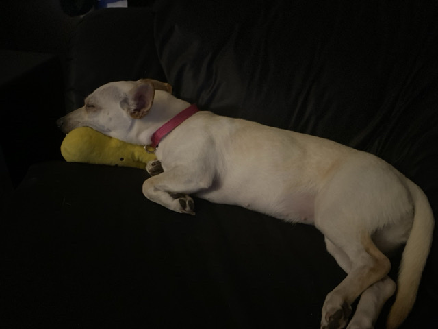 Chihuahua -  Rehoming chihuahua  available for adoption in Killeen