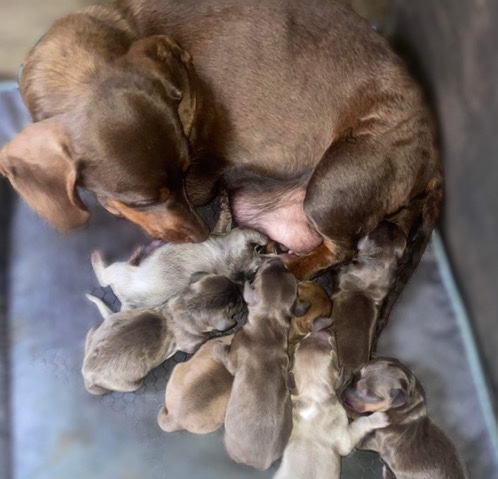 Dachshund – dachshund puppy’s