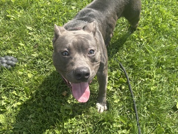 American Staffordshire Terrier – staffy for sale – Waterbury