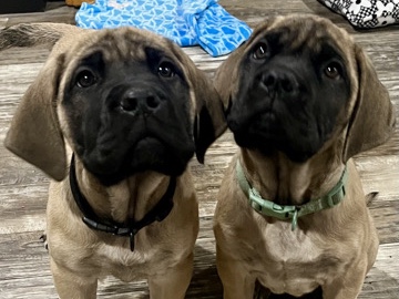 English Mastiff – English Mastiff Puppies