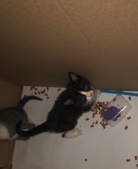 fur baby needs a wonderful home