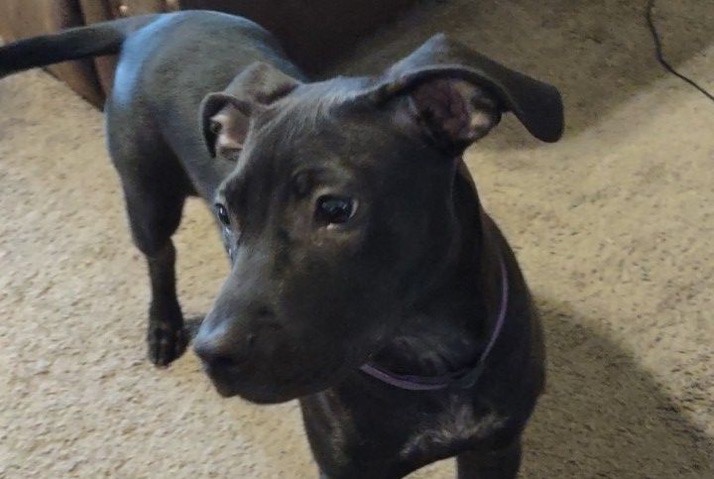 American Pit Bull Terrier – Pit Mix Puppy in need of furever home