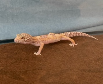 leopard Gecko (Darcy)