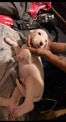 American Pit Bull Terrier – pit/bully