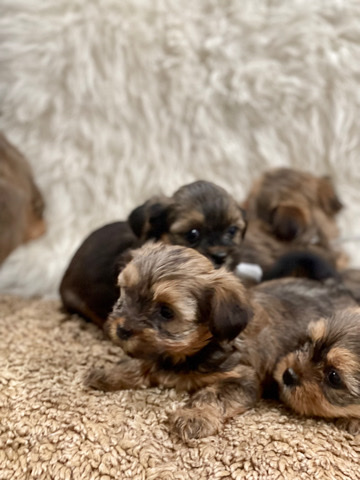 Shih Tzu – Shorkie puppies for sale.