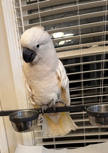 molucan cockatoo 