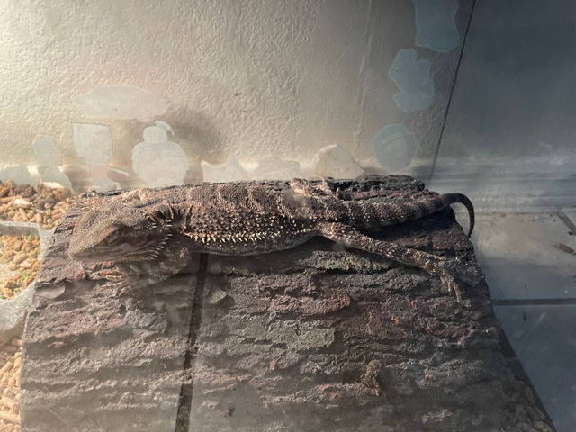 Any – 3 year Bearded dragon/tank and lights!