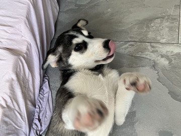 Siberian Husky – Sibirian, Husky