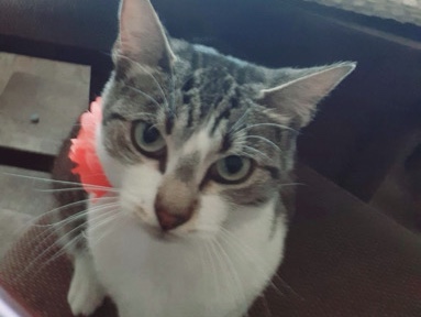 Rehoming Family Pet – Sacramento