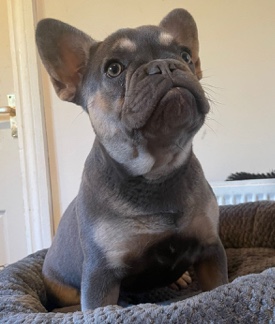 French Bulldog – blue and tan male french bulldog
