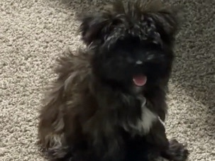 Shih Tzu – she needs a new home and she doesn’t bit she need to be potty train and she need her new shots she loves to cuddles and loves to play she so adorable and she’s follows you around she will sit by you – Sheboygan