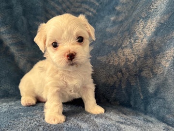 Maltese – Maltese Toy for Sale Boy – West Palm Beach