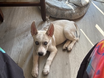 Husky Mix – Hawthorne