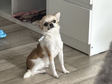 Kleine süße verschmuste Maus (Tea Cup)