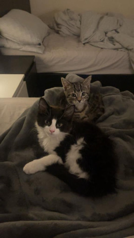 Russian White, Black and Tabby – 2 Beautiful Kittens