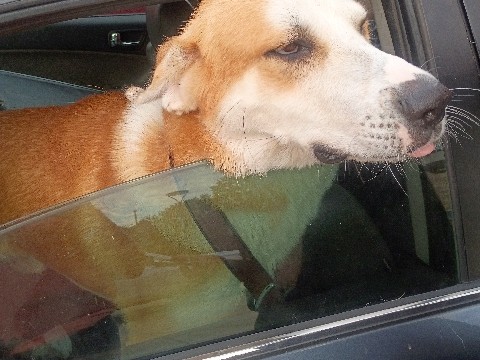 Mixed Breed – Looking to rehome my sons dog, seeking a loving home! great with kids (male) – Longview