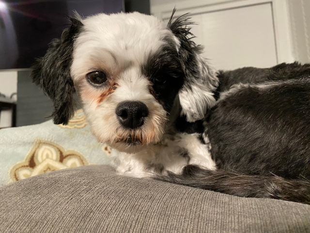 small dog