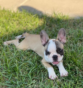French Bulldog – Frenchie Puppies
