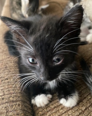 American Shorthair – Cocoa
