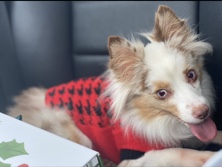 Australian Shepherd – Toy Aussie