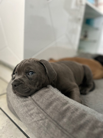 American Bulldog – American Bully