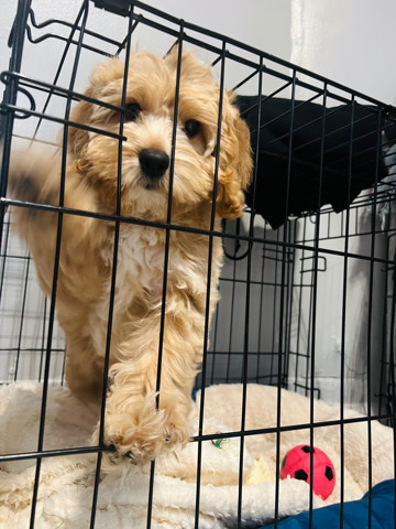 Poodle – Cockapoo
