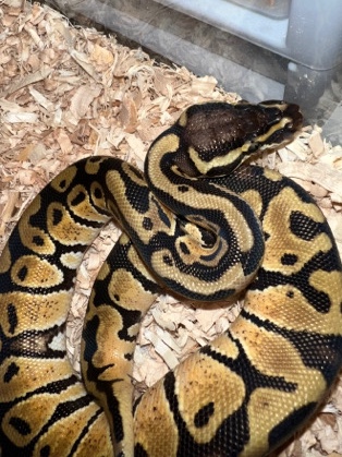 Pastel Ball Python