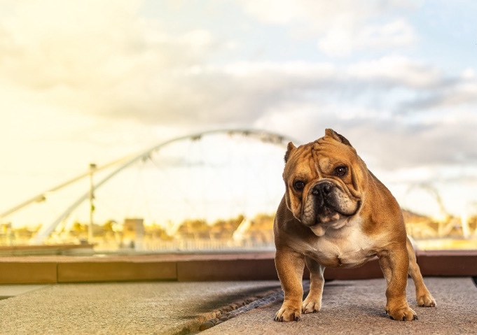 American Pit Bull Terrier – Exotic bully