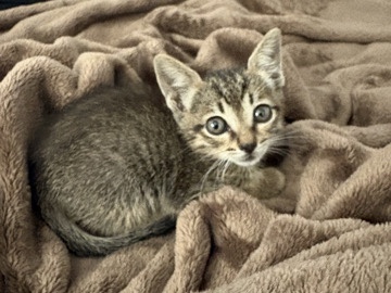 Russian White, Black and Tabby – This cat is a tabby cat she is 6 weeks old very small and needs a home quickly Deals are available she is a trained cat and is very loving looking for a great home please text immediately if interest – Phoenix
