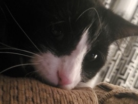 Adopt Others free cat adoption in Pine Creek 66A, MB, Canada