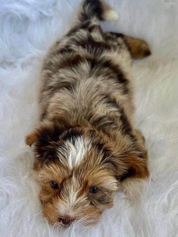 Yorkshire Terrier – Dogs and Puppies, Yorkshire Terrier