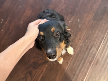 selling Australian shepherd puppy