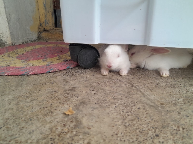 Florida White – 4 rabbits for sell
